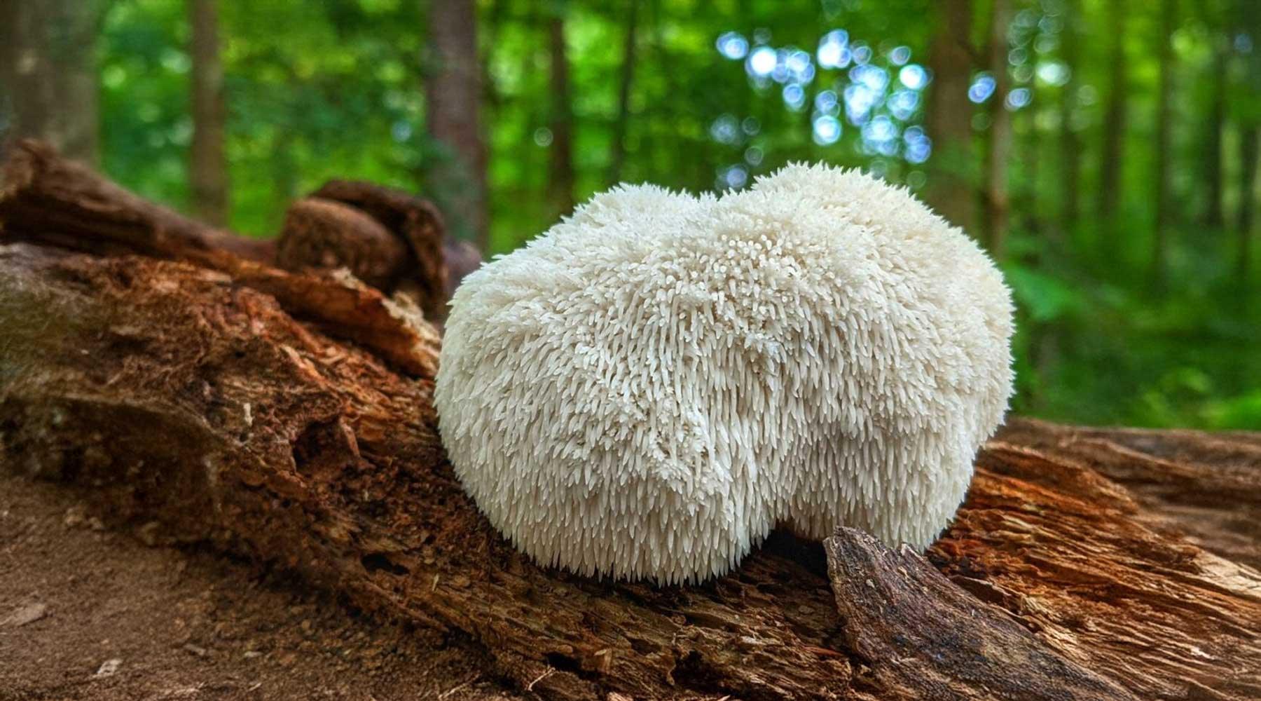 Hongo melena de león blanco creciendo sobre un tronco en bosque, bienestar, adaptógenos